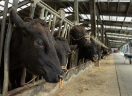 cows inline at a japanese cattle barn