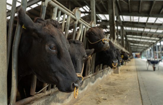 cows inline at a japanese cattle barn